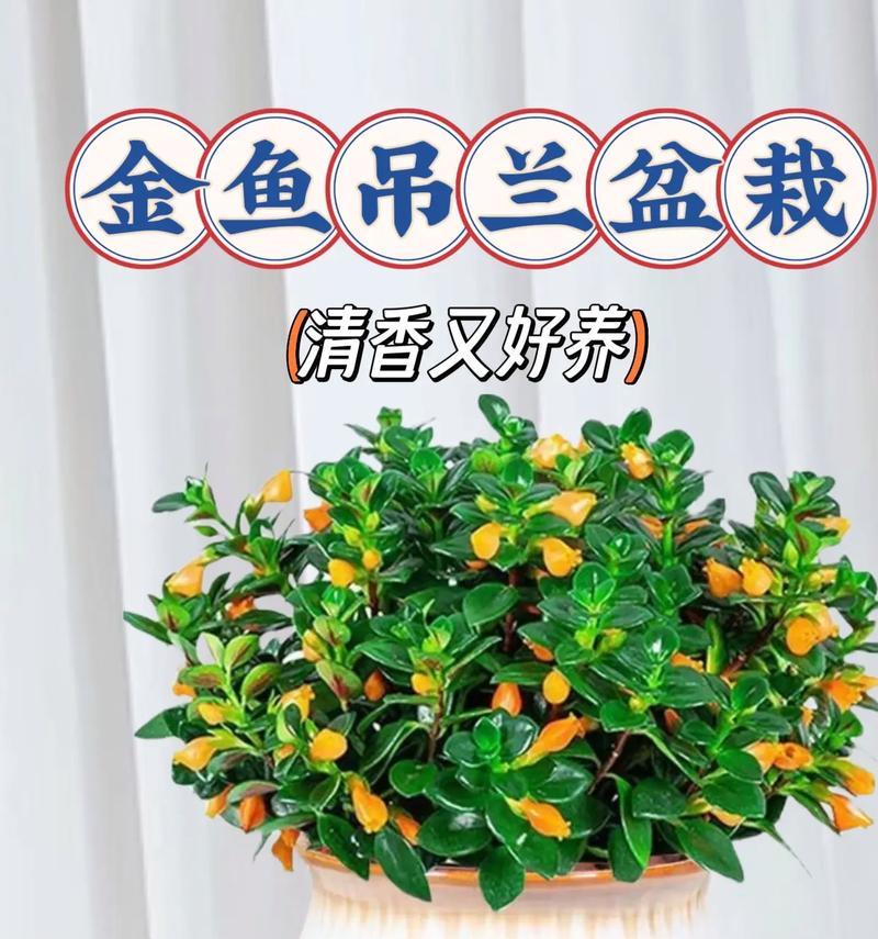 金鱼吊兰修剪的最佳时机和技巧是什么？