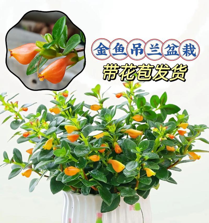 金鱼吊兰修剪的最佳时机和技巧是什么？