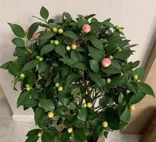 哪些花最适合初学者养护？好养的花卉有哪些特点？