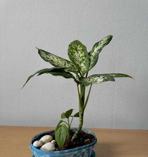 哪些花最适合初学者养护？好养的花卉有哪些特点？