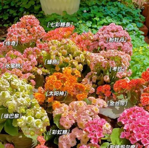 哪些花最适合初学者养护？好养的花卉有哪些特点？