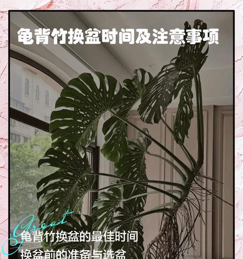 棕竹换盆的正确步骤是什么？注意事项有哪些？