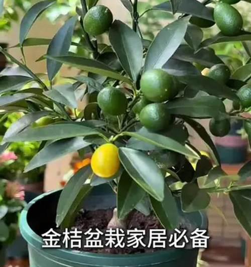盆栽小金桔怎么养殖？小金桔盆栽的养护方法和常见问题？