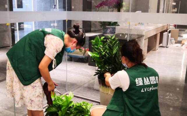 碰碰香浇水的正确时机？如何判断水分需求？