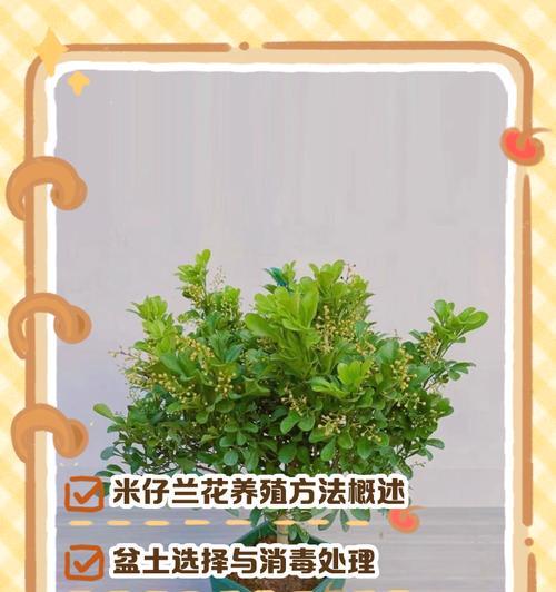 阳台养殖兰花需要注意什么？如何创造适宜的环境？