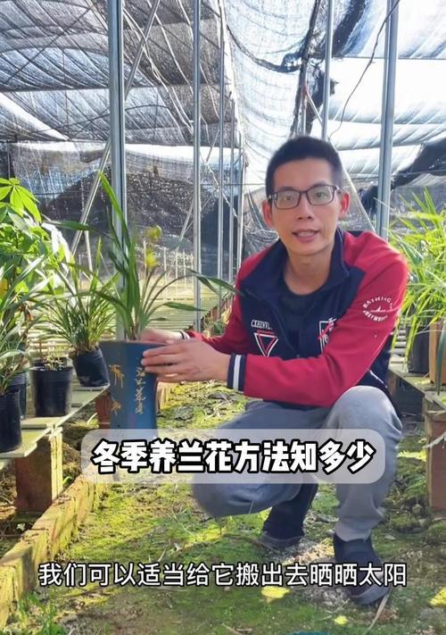 阳台养殖兰花需要注意什么？如何创造适宜的环境？