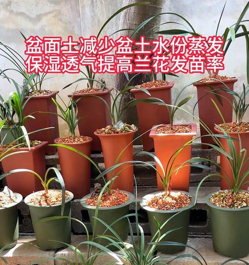 阳台养殖兰花需要注意什么？如何创造适宜的环境？