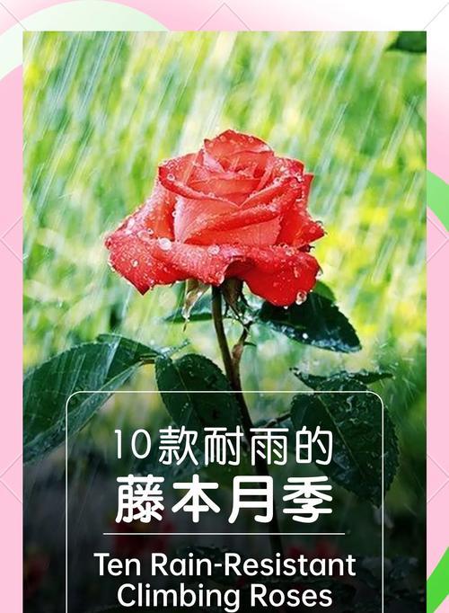 藤本月季种植技巧有哪些？如何让藤本月季开出更多花朵？