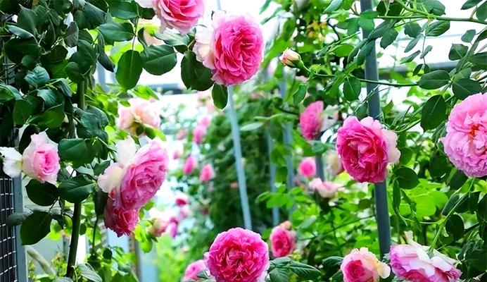 藤本月季种植技巧有哪些？如何让藤本月季开出更多花朵？