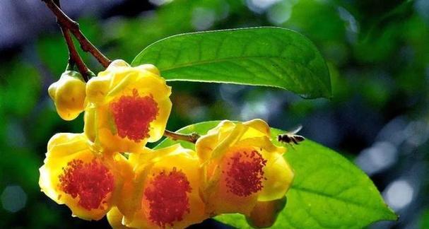 哪些花卉被列为名贵品种？