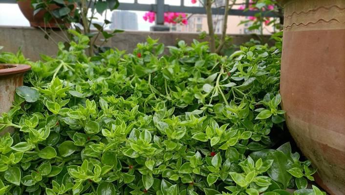 樱花吊兰怎么养？樱花吊兰的养殖技巧是什么？