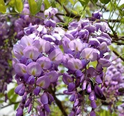 丰花紫藤有哪些品种？如何挑选最佳的丰花紫藤品种？