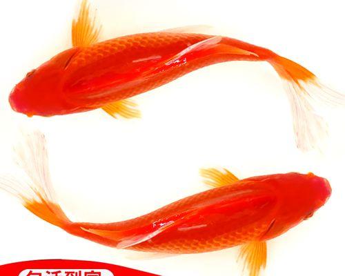 草金鱼的日常养护需要注意哪些要点？