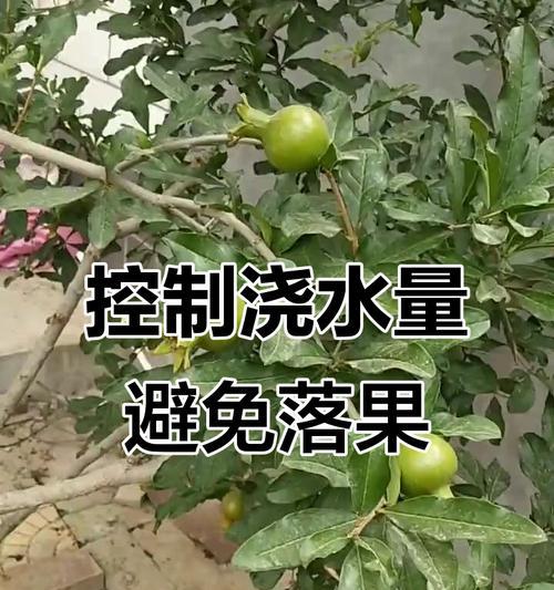 石榴怎么浇水？石榴树的浇水技巧有哪些？