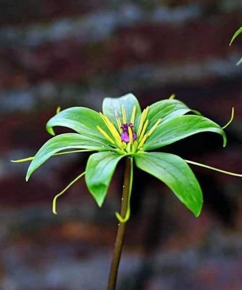 七月一枝花怎么养？夏季养护的要点有哪些？