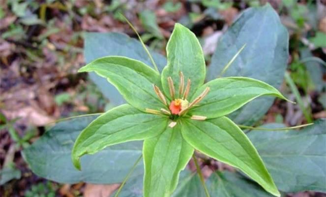 七月一枝花怎么养？夏季养护的要点有哪些？