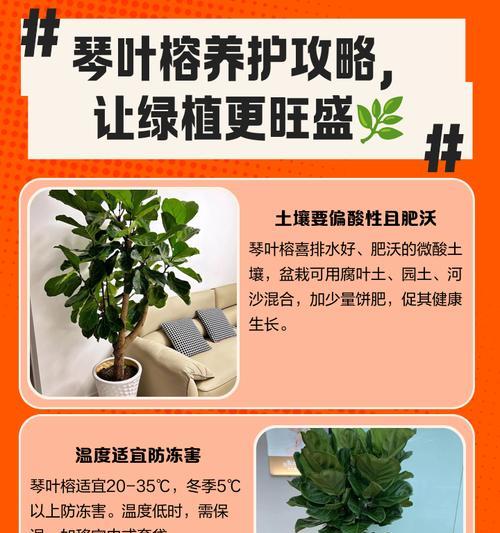 琴叶榕如何分枝？分枝技巧和最佳时机是什么？