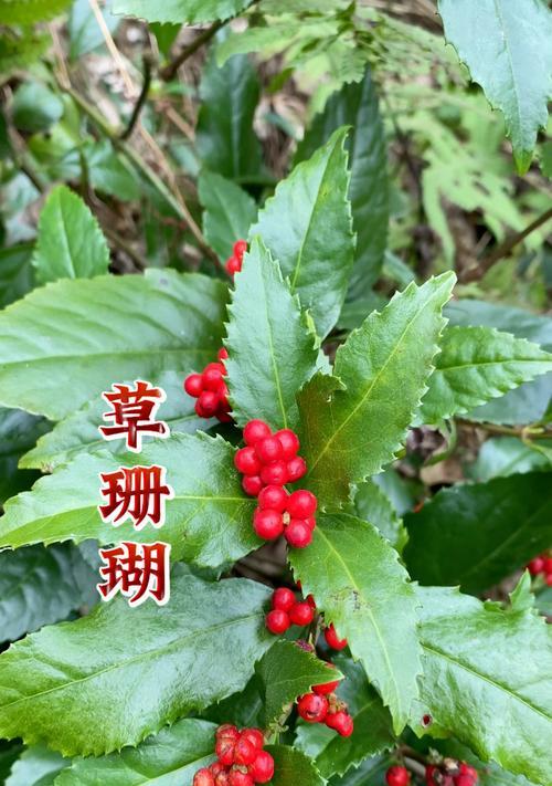 珊瑚藤的养护要点是什么？