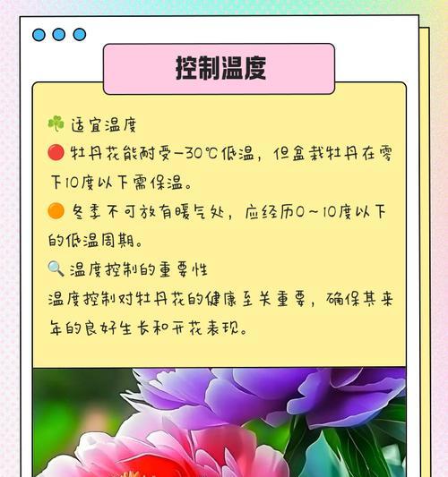 冬季盆栽牡丹的养护技巧有哪些？