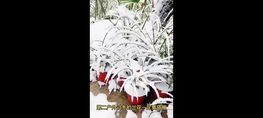 兰花冬季保养的秘诀是什么？如何安全过冬？