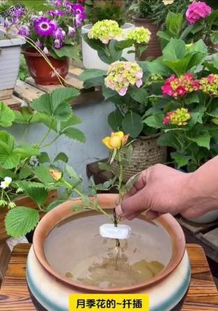 水扦插植物的成功技巧有哪些？