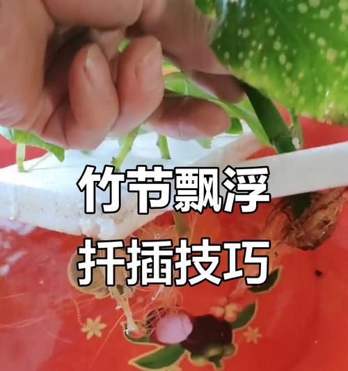 水扦插植物的成功技巧有哪些？
