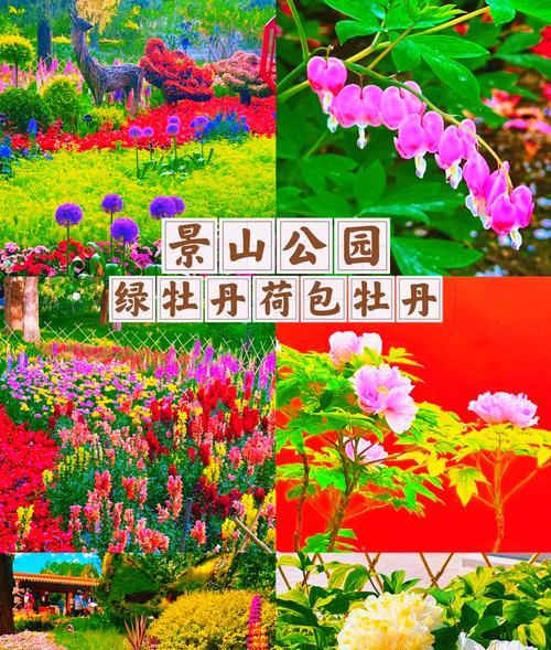 牡丹开花的秘诀是什么？如何促进牡丹花的盛开？