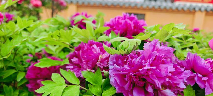 牡丹开花的秘诀是什么？如何促进牡丹花的盛开？