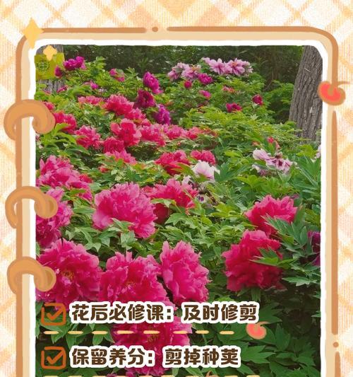牡丹开花的秘诀是什么？如何促进牡丹花的盛开？
