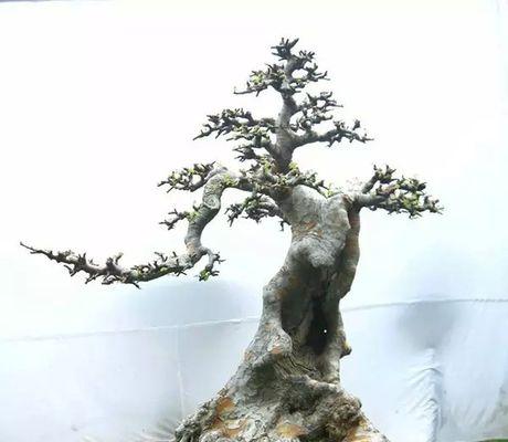 榆树有哪些新品种？新品种榆树的特点是什么？