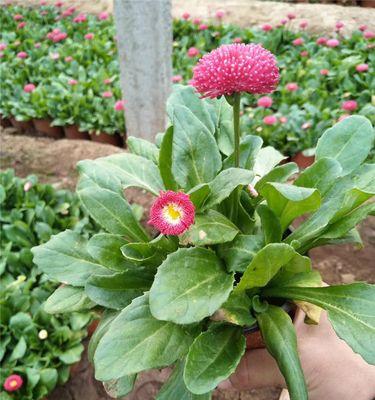 雏菊小苗的特征是什么？如何正确培育雏菊小苗？