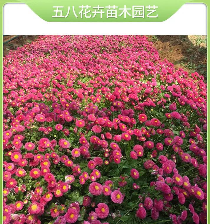 雏菊小苗的特征是什么？如何正确培育雏菊小苗？