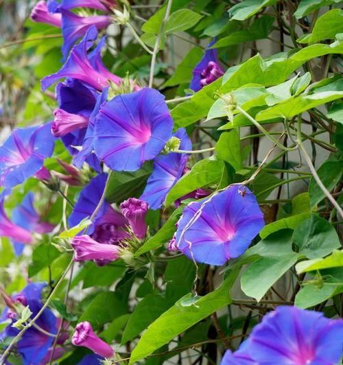 盆栽牵牛花的正确步骤是什么？如何管理？