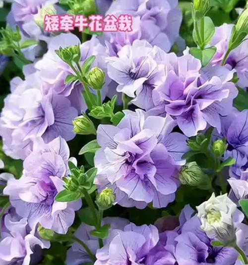 盆栽牵牛花的正确步骤是什么？如何管理？