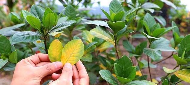 哪些植物不耐寒？如何在冬季保护？