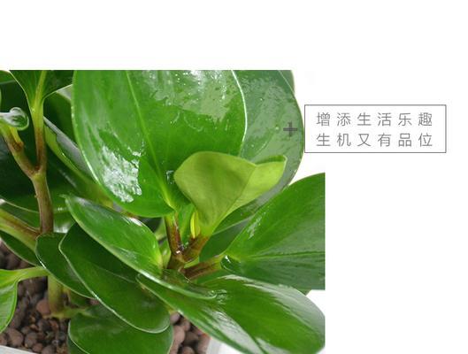 水培碧玉的养护技巧有哪些？需要注意什么？