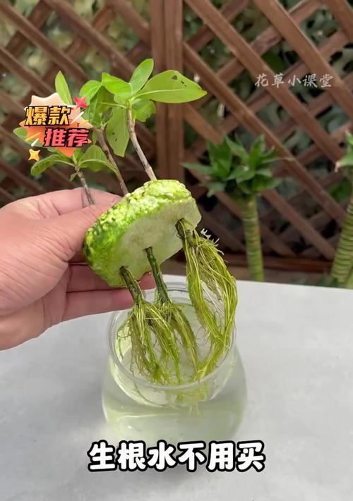 自制生根水的配方是什么？如何使用自制生根水促进植物生根？