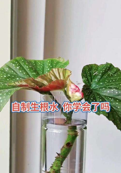 自制生根水的配方是什么？如何使用自制生根水促进植物生根？