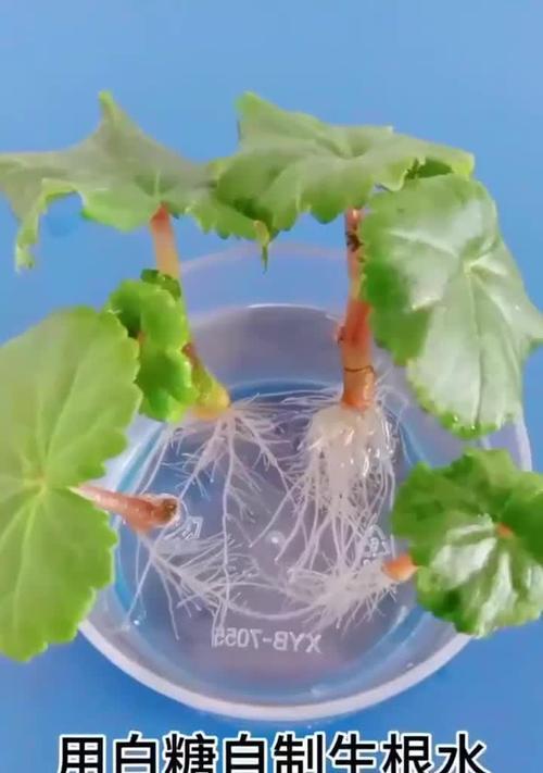 自制生根水的配方是什么？如何使用自制生根水促进植物生根？