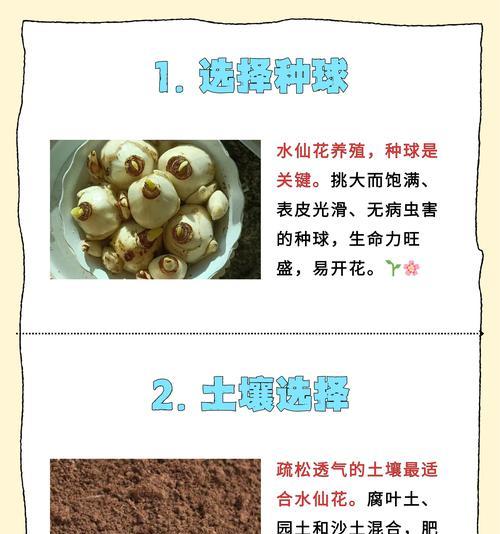 水仙花球茎的切割方法是什么？切割后如何促进开花？