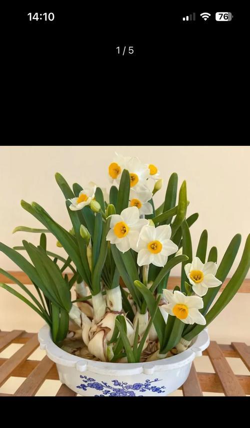 水仙花球茎的切割方法是什么？切割后如何促进开花？