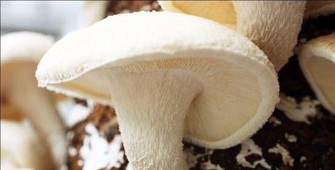 绿珊瑚的浇水方法有哪些？