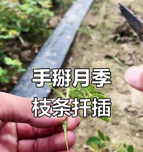 月季扦插步骤详解？怎样提高生根率？