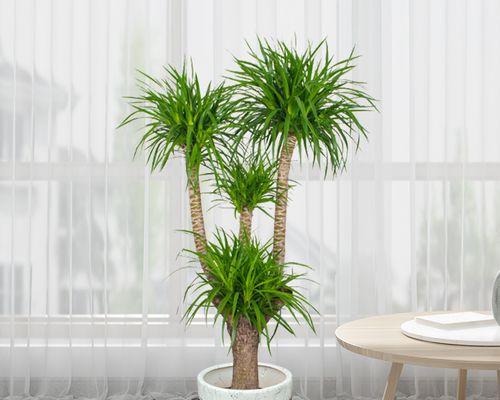 办公室适合哪些大盆栽植物？