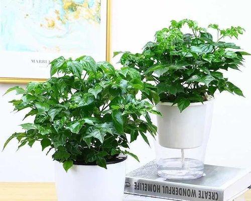 办公室适合哪些大盆栽植物？