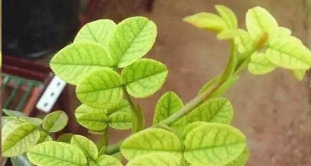 珍珠吊兰的养护技巧有哪些？如何避免黄叶现象？