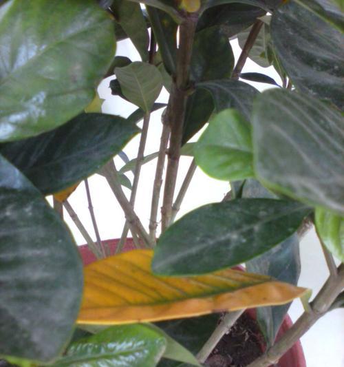 珍珠吊兰的养护技巧有哪些？如何避免黄叶现象？