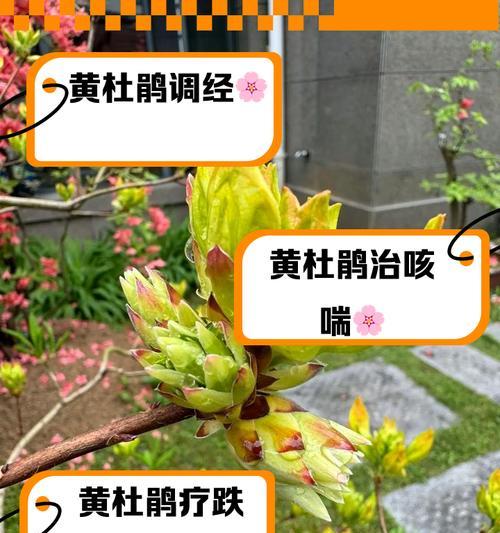杜鹃花叶片焦黄是什么原因？如何有效处理？