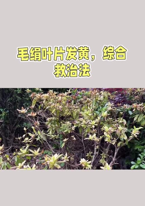 杜鹃花叶片焦黄是什么原因？如何有效处理？