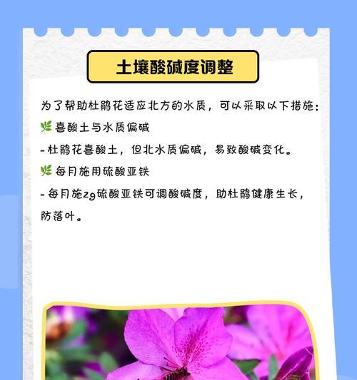 杜鹃花叶片焦黄是什么原因？如何有效处理？